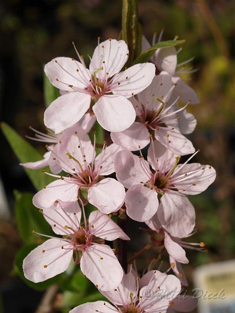 Prunus spinosa Purpurea2.JPG